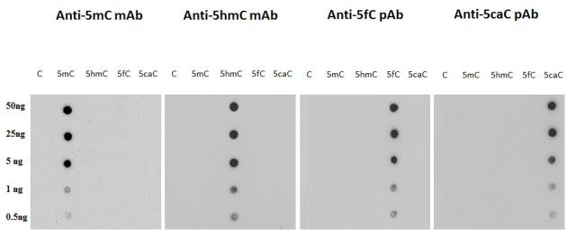 All five standards are 426 bp with all cytosines either unmodified (lane 1,C),5-methylcytosine (lane 2,5mC),5-hydroxymethylcytosine (lane 3,5hmC),5-formylcytosin (lane4,5fC),5-carboxycytosine (lane5,5-caC). DNA marker: 1 kb Plus DNA marker.